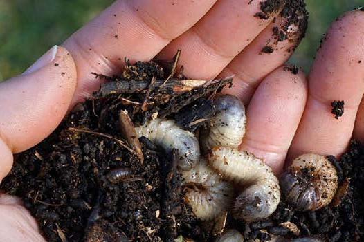 Bbm Baumarkt Syke Gmbh & Co. Kg Engerlinge im Garten- Erkennen, vorbeugen und bekämpfen: BBM Syke